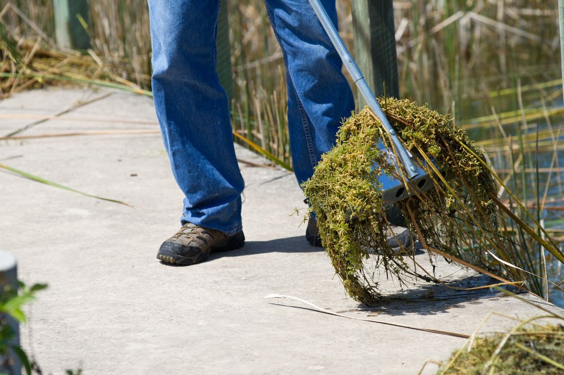 shark-tooth-water-weed-rake-in-action Water Weed Rake